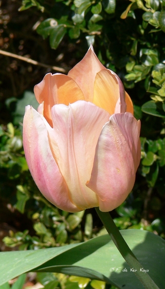 Bois des Moutiers (44) avril 2012